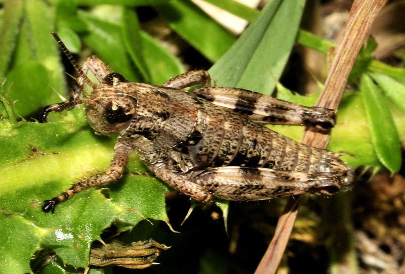 Podisma pedestris, stadio giovanile